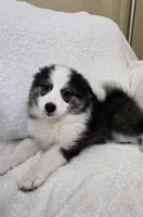 Eclipse, a female Pomsky for sale in Henderson, CO – 8 of 9