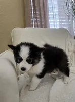 Eclipse, a female Pomsky for sale in Henderson, CO – Photo 5 of 7