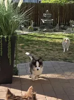 Eclipse, a female Pomsky for sale in Henderson, CO – 2 of 9