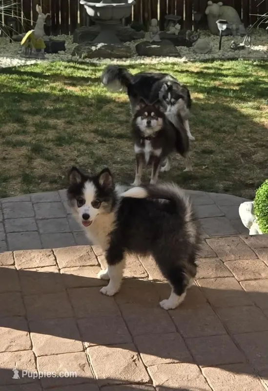Eclipse – Pomsky puppy for sale in Henderson, CO