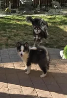 Eclipse, a female Pomsky for sale in Henderson, CO – 1 of 9