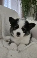 Eclipse, a female Pomsky for sale in Henderson, CO – Photo 2 of 7