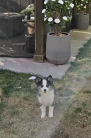 Eclipse, a female Pomsky for sale in Henderson, CO – 5 of 9