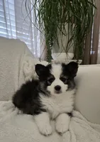 Eclipse, a female Pomsky for sale in Henderson, CO – Photo 6 of 7