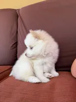 Polo, a male Pomsky for sale in Henderson, CO – 7 of 10