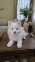 Polo, a male Pomsky for sale in Henderson, CO – 5 of 5