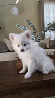 Oscar, a male Pomsky for sale in Henderson, CO – 2 of 7