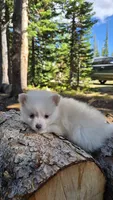 Oscar, a male Pomsky for sale in Henderson, CO – 3 of 8