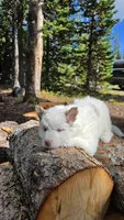 Holly, a female Pomsky for sale in Henderson, CO – 3 of 3