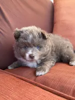 Bon Bon , a male Pomsky for sale in Henderson, CO – 3 of 7