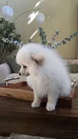 Biscuit, a male Pomeranian for sale in Henderson, CO – 3 of 6