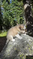 Icy, a female Pomsky for sale in Henderson, CO – 4 of 6