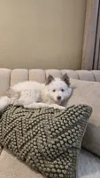 Holly, a female Pomsky for sale in Henderson, CO – 7 of 8
