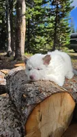 Holly, a female Pomsky for sale in Henderson, CO – 2 of 3