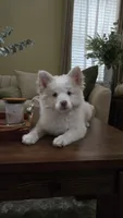 Sweetie , a female Pomsky for sale in Henderson, CO – 2 of 7