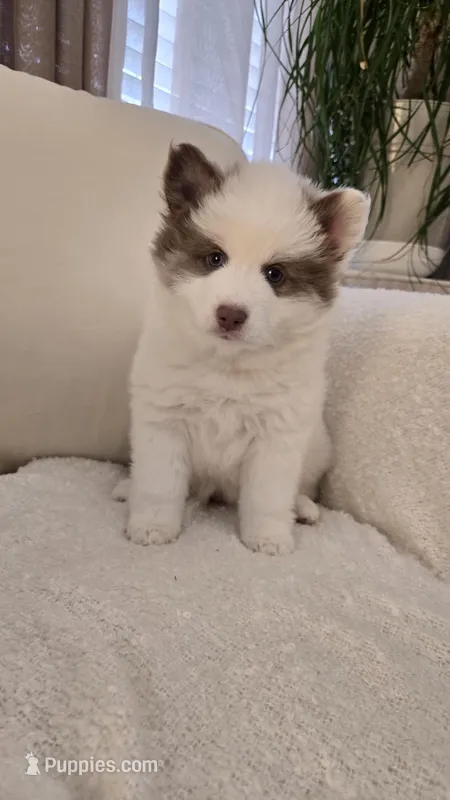 Hero – Pomsky puppy for sale in Henderson, CO