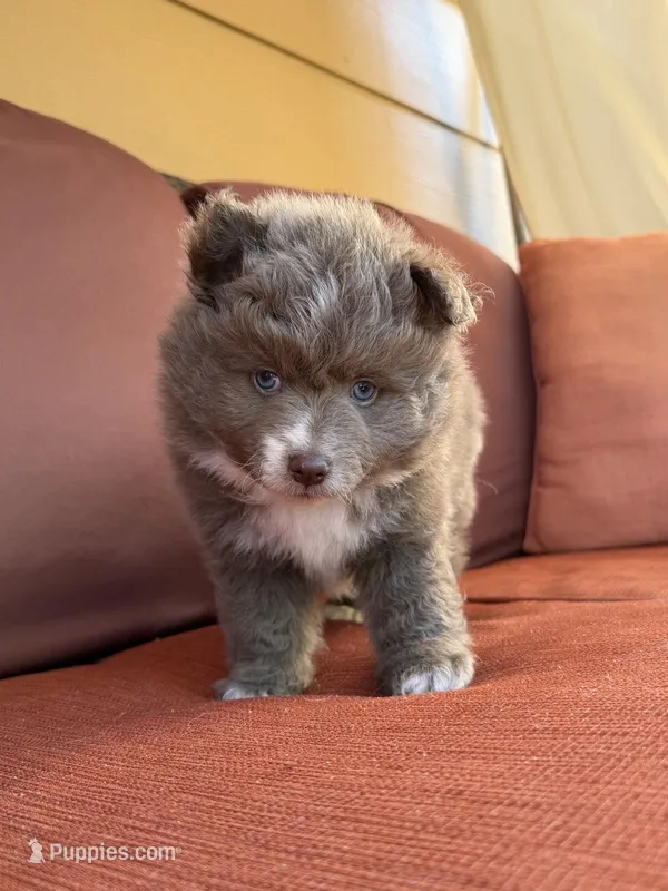 Bon Bon  – Pomsky puppy for sale in Henderson, CO