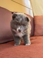 Bon Bon , a male Pomsky for sale in Henderson, CO – 1 of 7