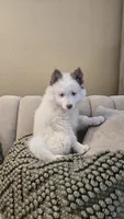 Holly, a female Pomsky for sale in Henderson, CO – 6 of 8