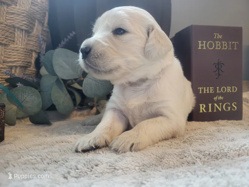 Galadriel, Champion Sired  – Golden Retriever puppy for sale in Owosso, MI