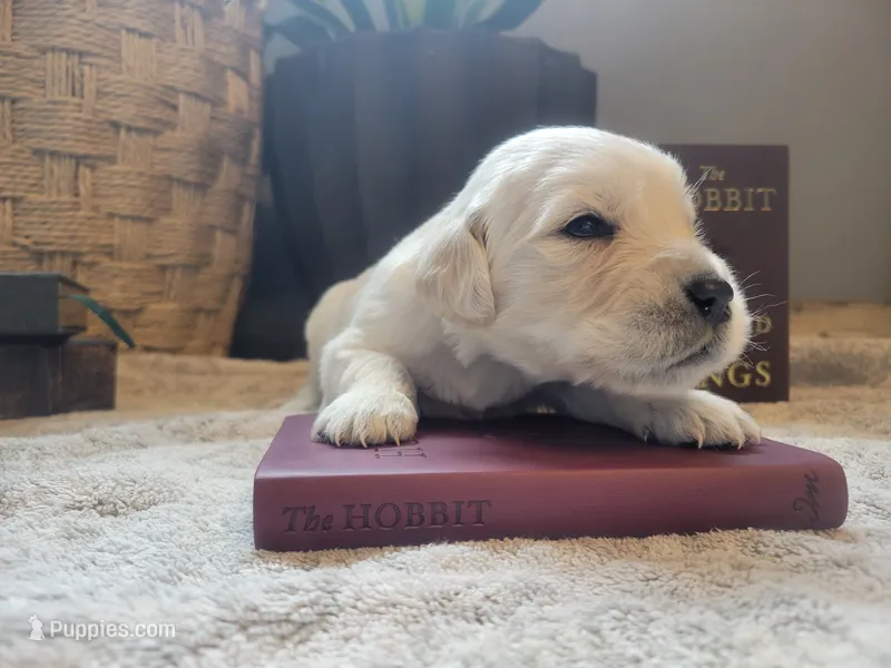 Frodo, Champion Sired – Golden Retriever puppy for sale in Owosso, MI