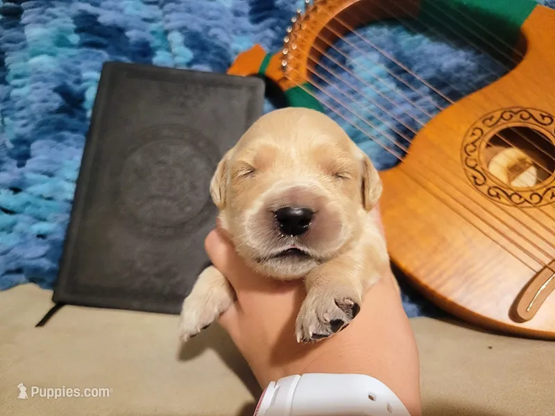 Boromir, Champion Sired – Golden Retriever puppy for sale in Owosso, MI