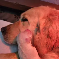 Golden retriever puppies!, a male Golden Retriever for sale in Owosso, MI – Photo 5 of 6