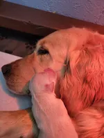 Golden retriever puppies!, a male Golden Retriever for sale in Owosso, MI – Photo 5 of 6