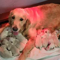 Golden retriever puppies!, a male Golden Retriever for sale in Owosso, MI – Photo 6 of 6