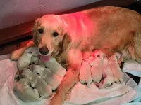 Golden retriever puppies!, a male Golden Retriever for sale in Owosso, MI – Photo 6 of 6