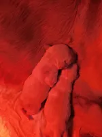 Golden retriever puppies!, a male Golden Retriever for sale in Owosso, MI – Photo 2 of 6