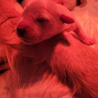 Golden retriever puppies!, a male Golden Retriever for sale in Owosso, MI – Photo 3 of 6