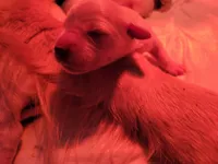 Golden retriever puppies!, a male Golden Retriever for sale in Owosso, MI – Photo 3 of 6