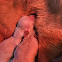 Golden retriever puppies!, a male Golden Retriever for sale in Owosso, MI – Photo 4 of 6