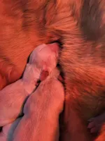 Golden retriever puppies!, a male Golden Retriever for sale in Owosso, MI – Photo 4 of 6