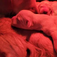 Golden retriever puppies!, a male Golden Retriever for sale in Owosso, MI – Photo 1 of 6