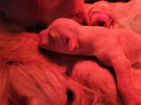 Golden retriever puppies!, a male Golden Retriever for sale in Owosso, MI – Photo 1 of 6