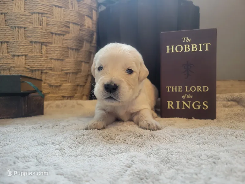 Gandalf, Champion Sired – Golden Retriever puppy for sale in Owosso, MI