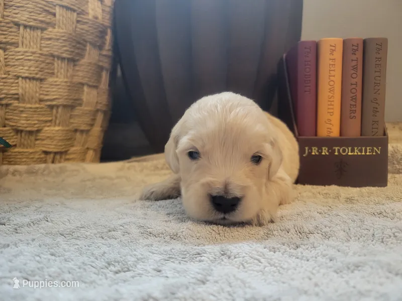 Gimli, Champion Sired – Golden Retriever puppy for sale in Owosso, MI