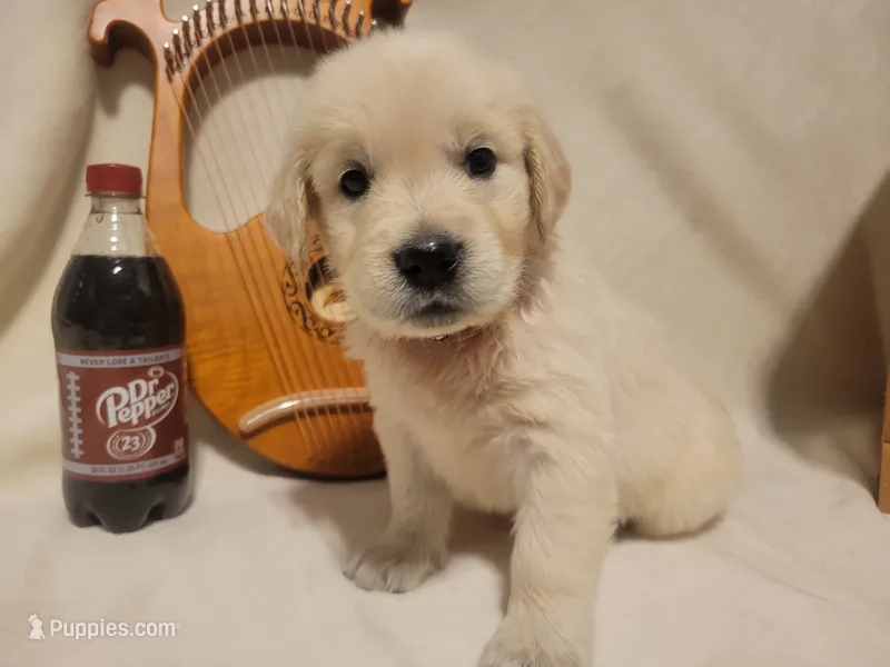 Dr. Pepper, Champion Sired – Golden Retriever puppy for sale in Owosso, MI