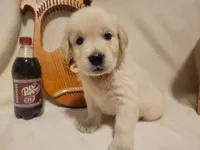 Dr. Pepper, Champion Sired (SOLD), a male Golden Retriever for sale in Owosso, MI – 1 of 1
