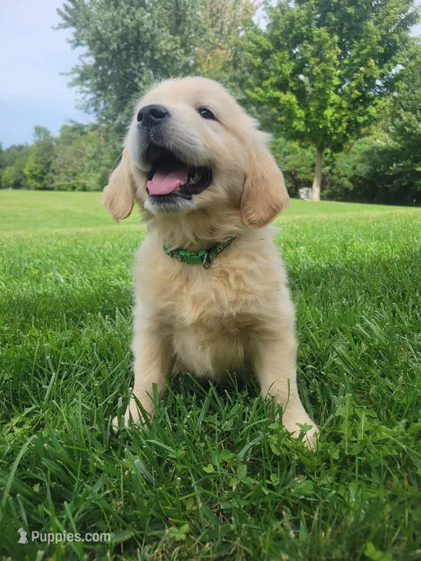 Sprite, Champion Sired – Golden Retriever puppy for sale in Owosso, MI