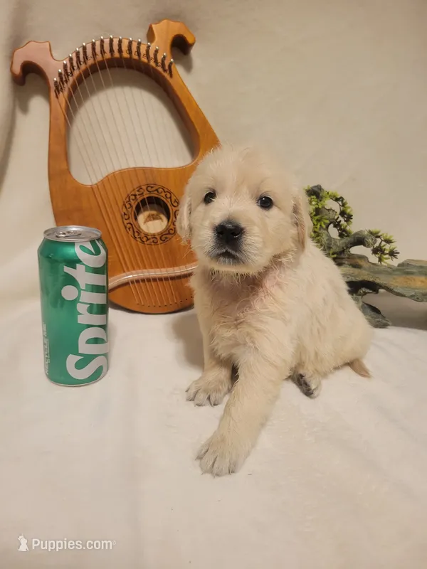 Sprite, Champion Sired – Golden Retriever puppy for sale in Owosso, MI
