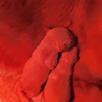 Shiawassee Golden Retrievers, a female Golden Retriever for sale in Owosso, MI – Photo 8 of 9