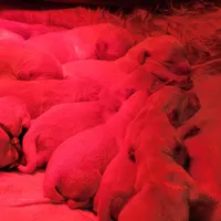 Shiawassee Golden Retrievers, a female Golden Retriever for sale in Owosso, MI – Photo 9 of 9