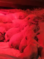 Shiawassee Golden Retrievers, a female Golden Retriever for sale in Owosso, MI – Photo 9 of 9