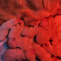 Shiawassee Golden Retrievers, a female Golden Retriever for sale in Owosso, MI – Photo 3 of 9