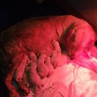 Shiawassee Golden Retrievers, a female Golden Retriever for sale in Owosso, MI – Photo 5 of 9