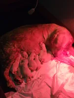 Shiawassee Golden Retrievers, a female Golden Retriever for sale in Owosso, MI – Photo 5 of 9