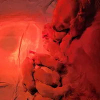 Shiawassee Golden Retrievers, a female Golden Retriever for sale in Owosso, MI – Photo 7 of 9